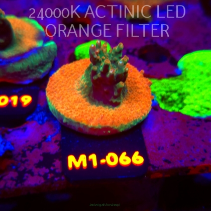 Acropora JMC SPECIAL (12.06.2026) M1-066  5cm
