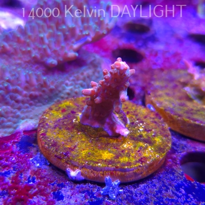 Acropora JMC SPECIAL RED (06.11.2025) MM1-II-24  3cm