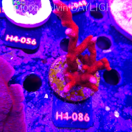 Montipora digitata RED (01.06.2026) H4-086  9cm