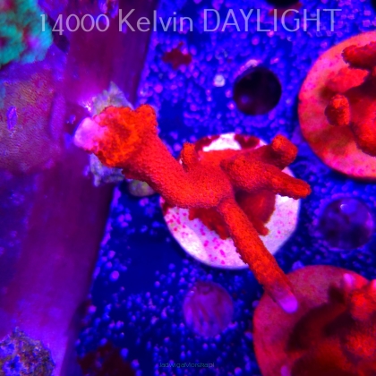 Montipora digitata RED (22.09.2025)  9cm