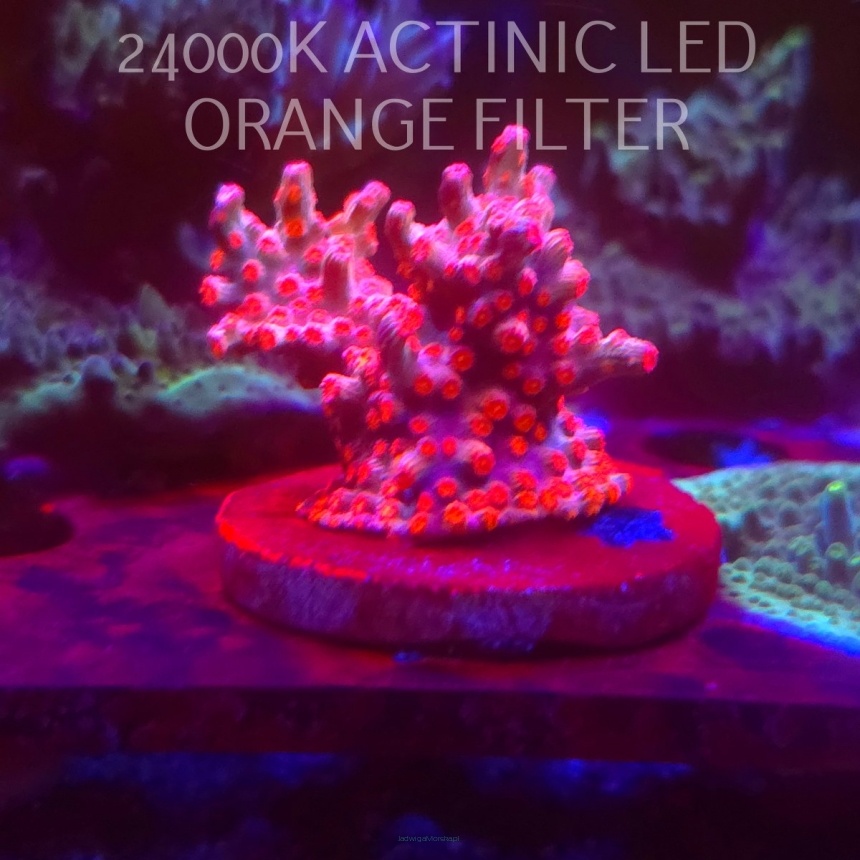 Cyphastrea decadia JF PINK BRANCHING (08.11.2025) MM1-I-19  4cm