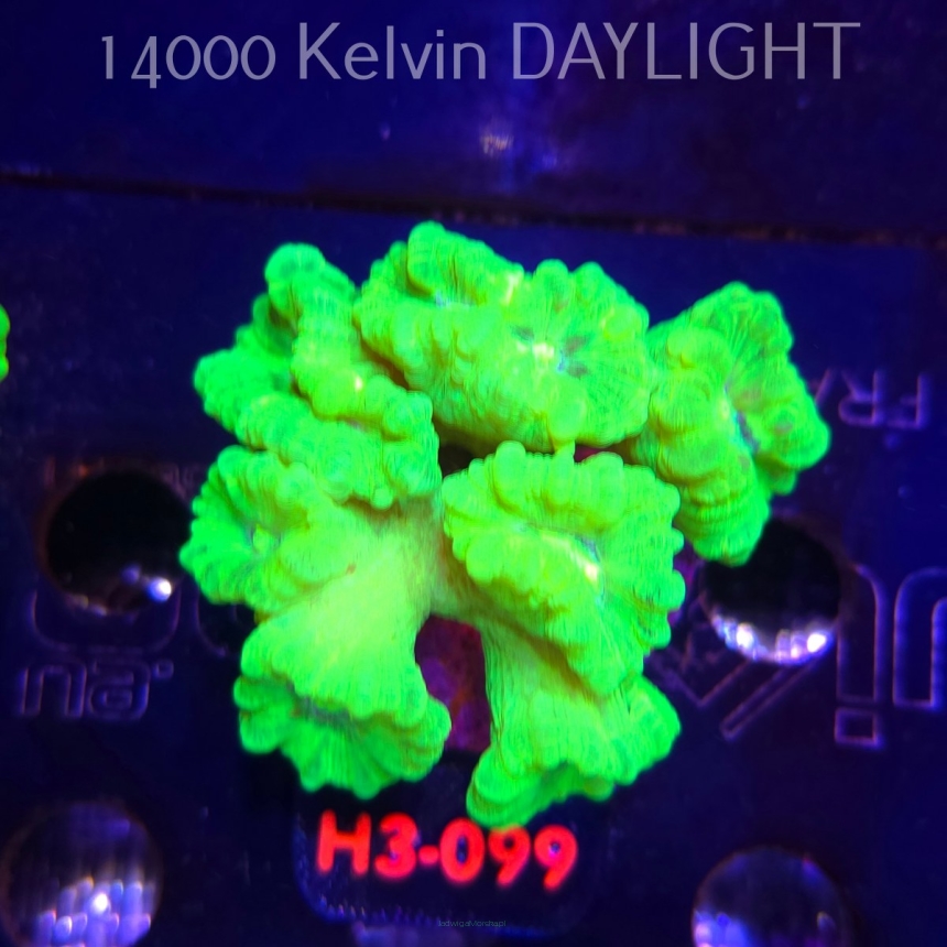 Caulastrea furcata (01.06.2026) H3-099  7P