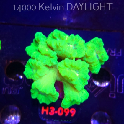 Caulastrea furcata (01.06.2026) H3-099  7P