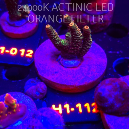 Acropora MILLEPORA JF SOLAR FLAME (01.02.2026) H1-112  5cm