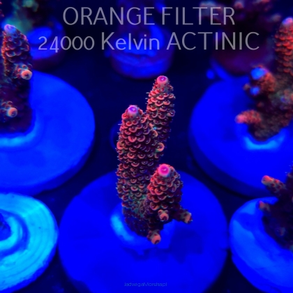 Acropora MILLEPORA JF SOLAR FLAME (04.10.2025)  6cm