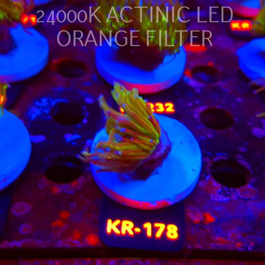 Euphyllia glabrescens TG TOXIC JOKER TORCH (01.09.2026) KR-178