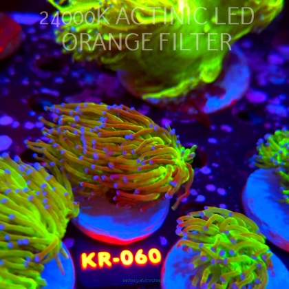 Euphyllia glabrescens TG TOXIC JOKER TORCH (01.07.2026) KR-060