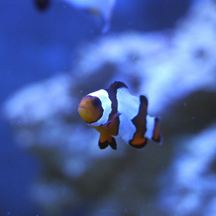 Amphiprion ocellaris Snowflake / Black Ice Premium rozmiar 5 cm