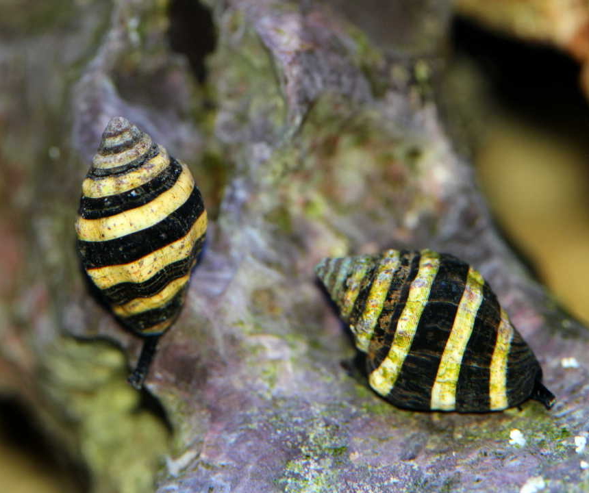 Pusiostoma mendicaria Engina mendicaria Pszczółka Miodówka