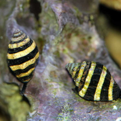 Pusiostoma mendicaria Engina mendicaria Pszczółka Miodówka