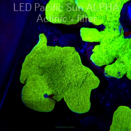Montipora capricornis TOXIC GREEN (23.01.2025)  8cm