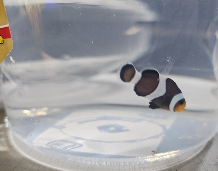 Amphiprion ocellaris WYSIWYG DARWIN TANK BRED 4cm
