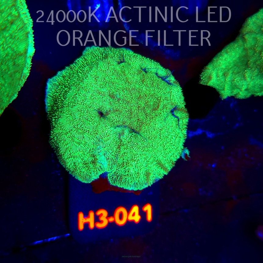 Pavona decussata GREEN (01.06.2026) H3-041  5cm