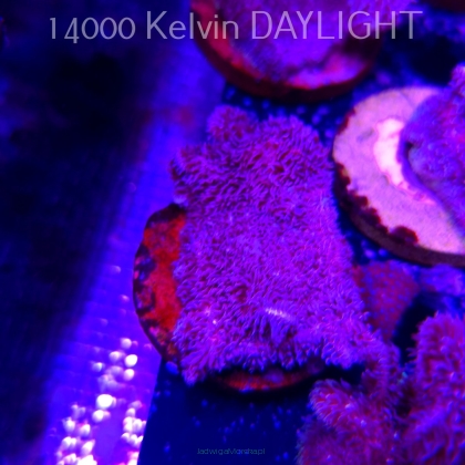 Pavona decussata (19.09.2025)  7cm