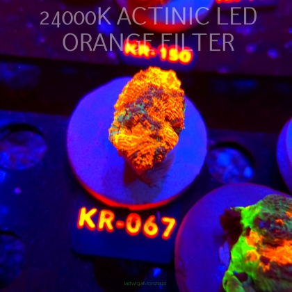 Acanthastrea ECHINATA AUSTRALIA RAINBOW SPECIAL (01.06.2026) KR-067  4cm