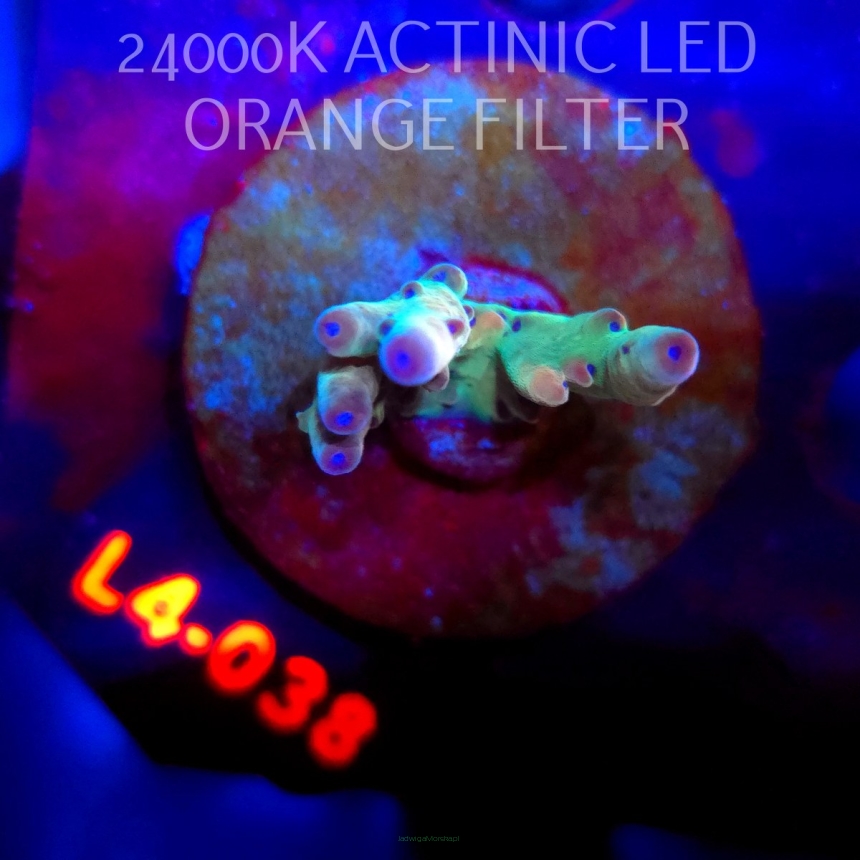 Acropora LORIPES FIJI GOLD (06.01.2026) L4-038  4cm