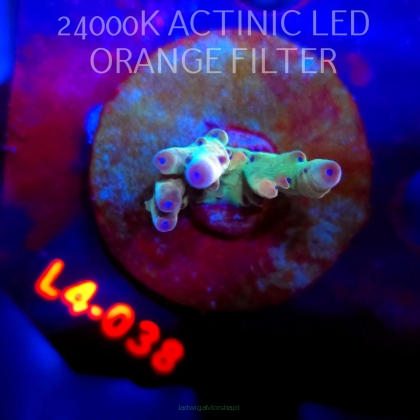 Acropora LORIPES FIJI GOLD (06.01.2026) L4-038  4cm