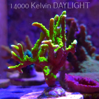 Anacropora WWC SLIMEBALL (21.06.2025) L4-I-3  6cm