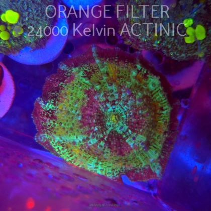 Discosoma sp. JAWBREAKER (05.03.2025)  6cm
