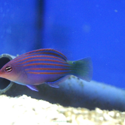 Pseudocheilinus hexataenia 4cm