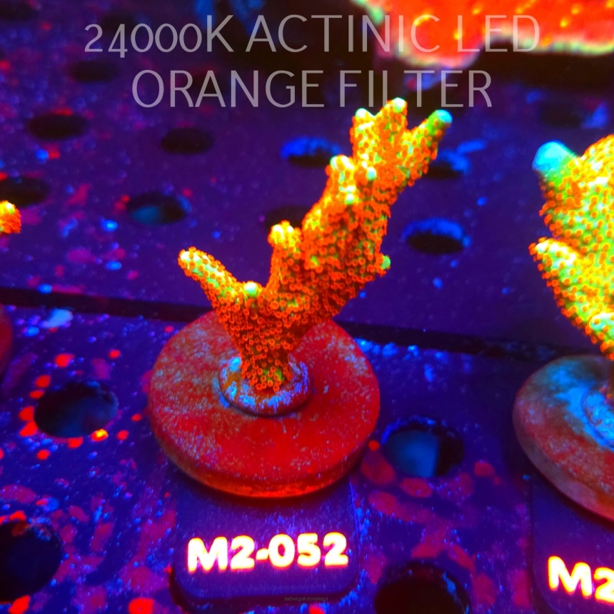 Montipora samarensis BUBBLEGUM (12.04.2026) M2-052  7cm