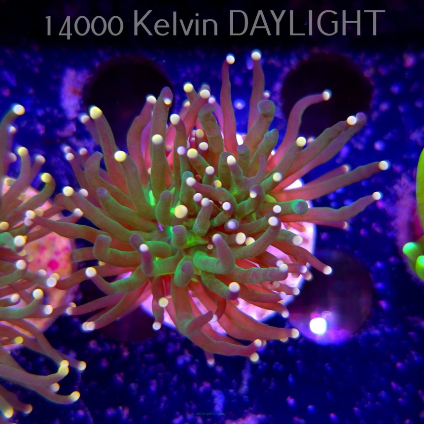 Euphyllia glabrescens Malaysian Miami Torch (13.06.2025)