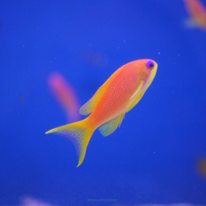 Pseudanthias Squamipinnis samica 5-6cm