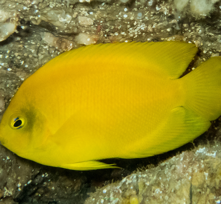 Centropyge heraldi (Yellow & Black Heraldi Angelfish) 7 cm