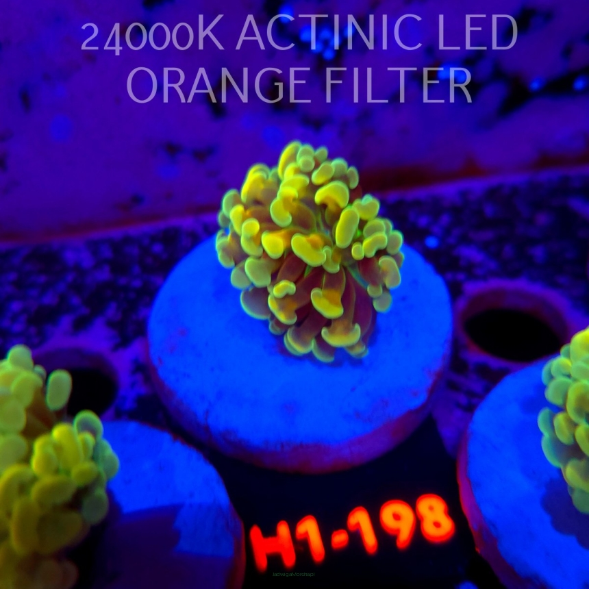 Euphyllia paraancora AUSSIE GREEN HOLOGRAM HAMMER (01.07.2026) H1-198