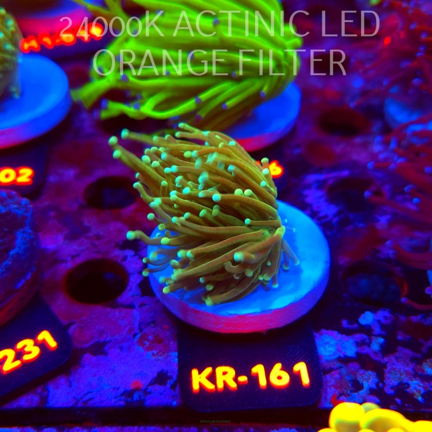Euphyllia glabrescens REVERSE TIGER TORCH (01.09.2026) KR-161