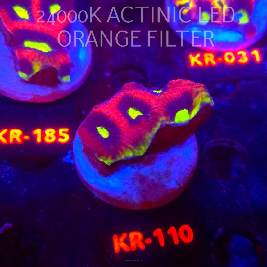 Favites complanata OG DRAGON SOUL (21.02.2026) KR-110  5cm