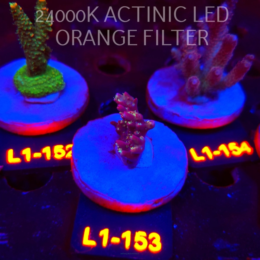 Acropora microclados CHEMICAL ROMANCE (01.08.2026) L1-153  2cm