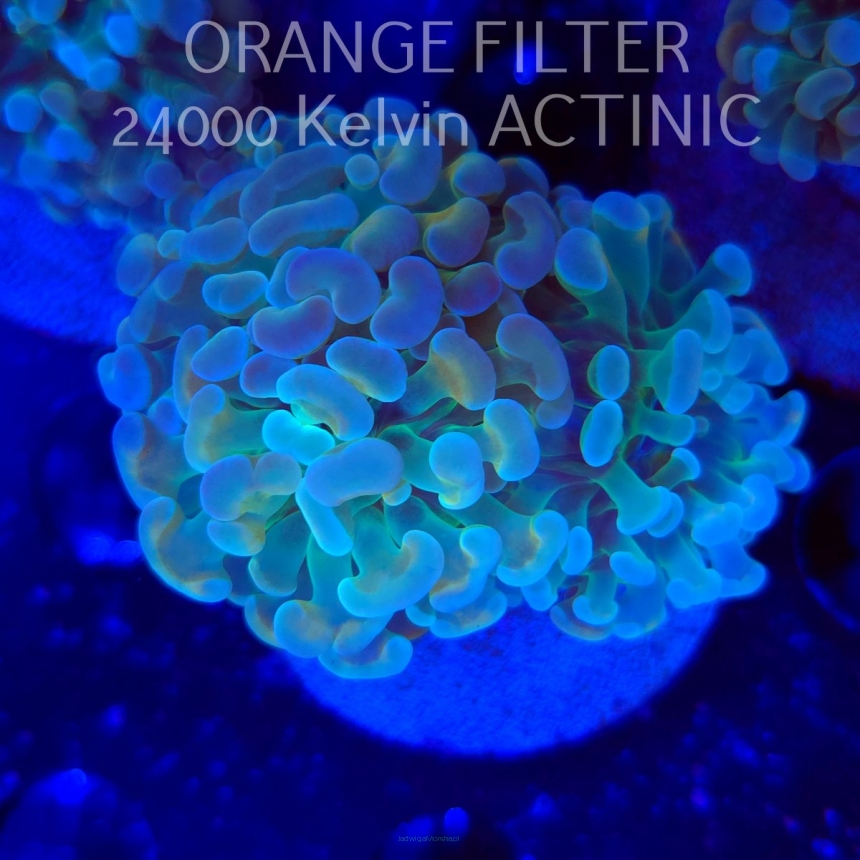 Euphyllia paraancora HOLOGRAM HAMMER (02.04.2025)
