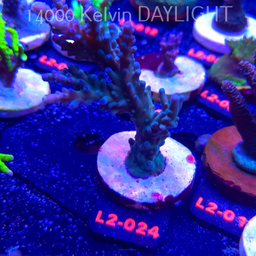 Acropora sp. AUSTRALIA (14.11.2025) L2-024  11cm