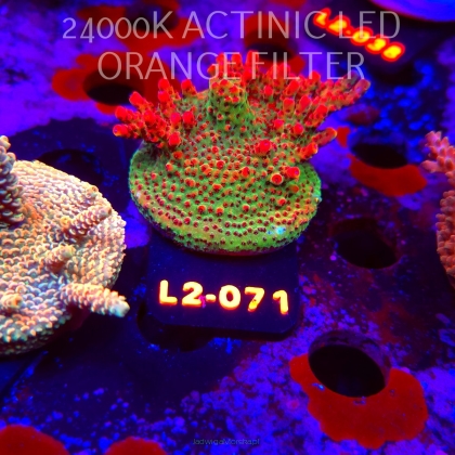 Acropora HYACINTHUS RED PLANET (17.03.2026) L2-071  6cm