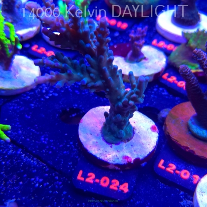 Acropora sp. AUSTRALIA (14.11.2025) L2-024  11cm