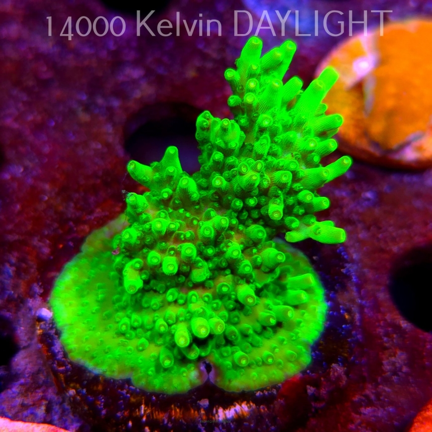 Acropora WWC Castells Banana (09.05.2025) MM1-III-28  7cm