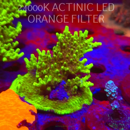 Acropora WWC Castells Banana (06.11.2025) MM1-III-28  8cm