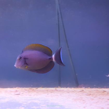 Acanthurus blochii rozmiar  9cm