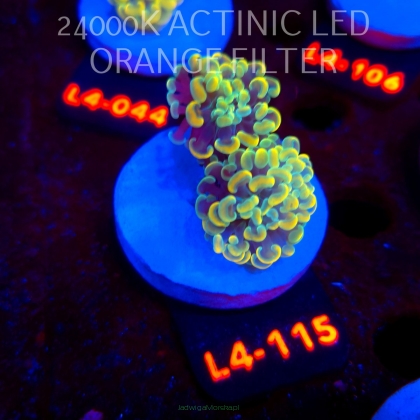Euphyllia paraancora AUSSIE GOLD HAMMER (01.07.2026) L4-115  2H