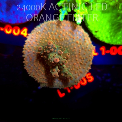 Acropora sp. PREMIUM AUSTRALIA  (03.08.2026) L1-005  5cm