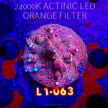 Acropora MILLEPORA PINK (16.03.2026) L1-063  5cm