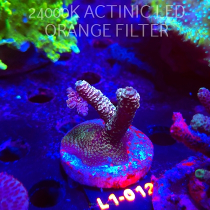 Acropora MILLEPORA PINK (11.10.2025) L1-012  5cm