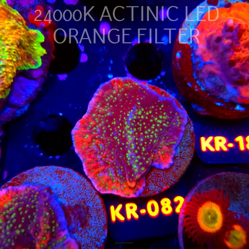 Montipora JASON FOX PHOENIX EVOLUTION (20.04.2026) KR-082  5cm