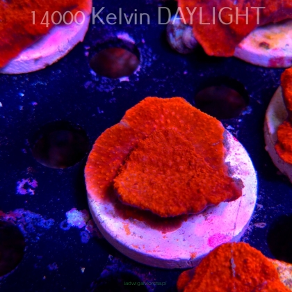 Montipora sp. RED East Australia (04.05.2025)  4cm