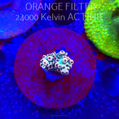 Acropora RED POLYP MEGAMAN (24.05.2025) L2-I-29  2cm