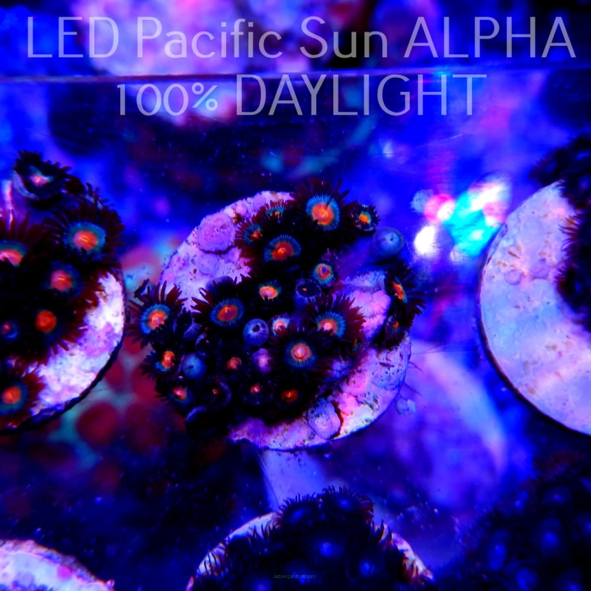 Zoanthus sp. PREMIUM (15.06.2023) SH2  30P+