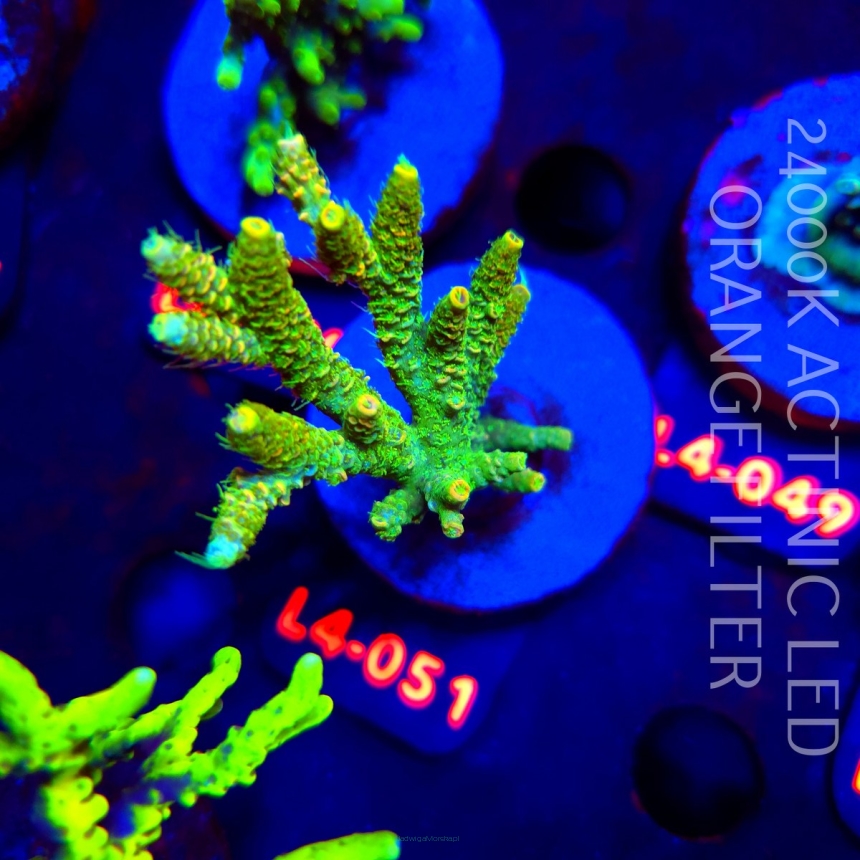 Acropora MILLEPORA SUNSET  (19.05.2026) L4-051  8cm
