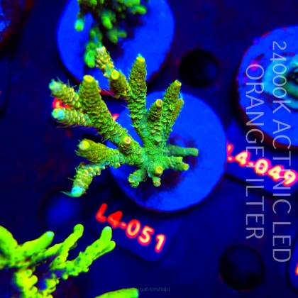 Acropora MILLEPORA SUNSET  (19.05.2026) L4-051  8cm
