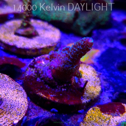 Acropora millepora BLUE (21.06.2025) L4-II-10  4cm